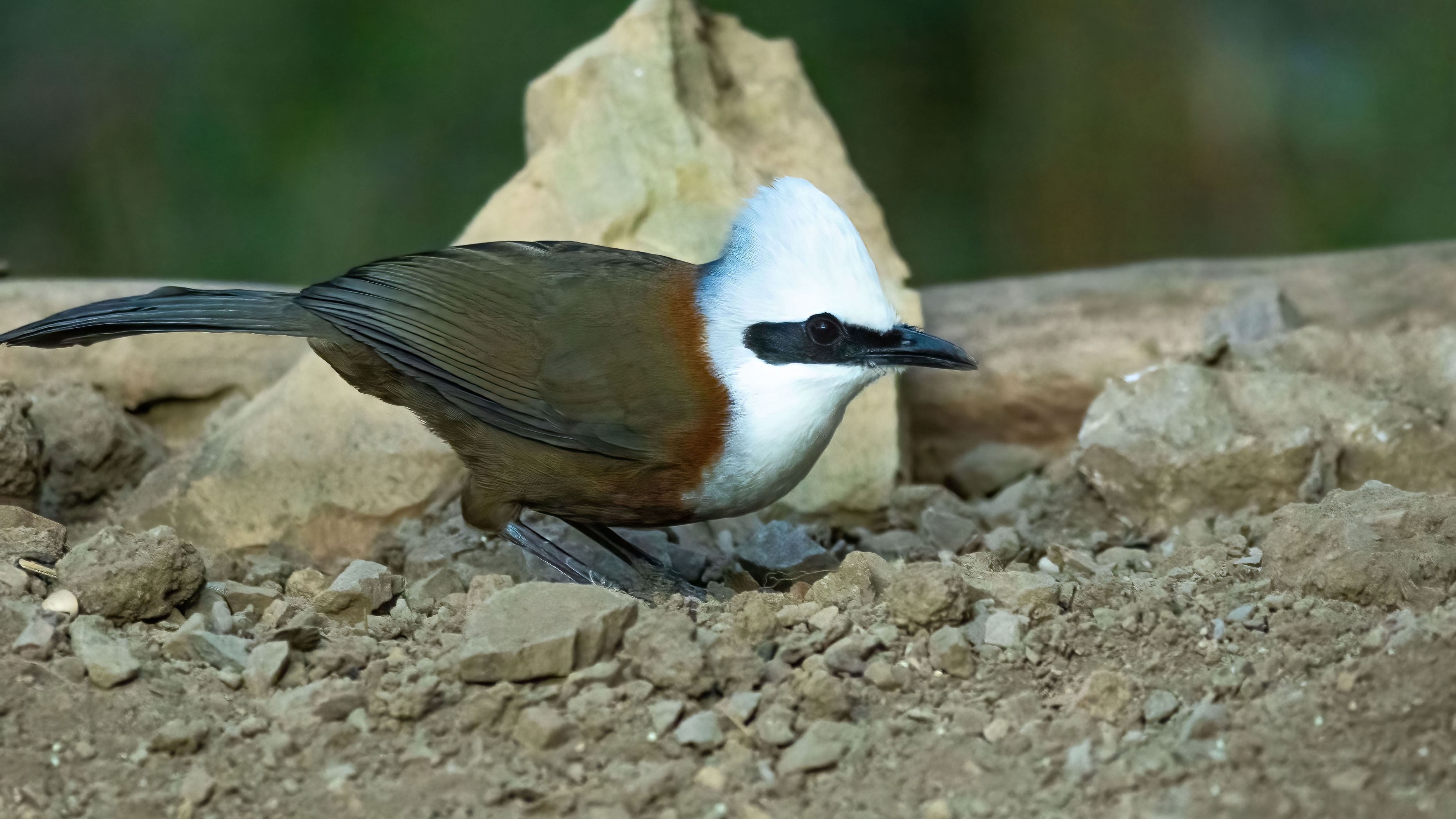 White-crested Laughingthrush